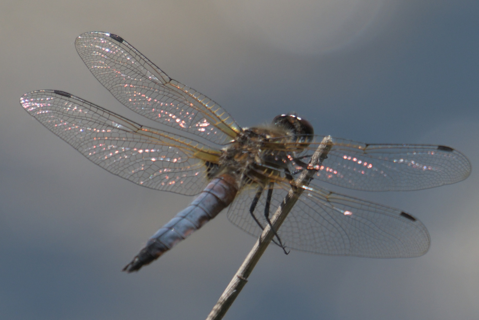 Plattbauch (Libellula depressa)