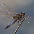 Plattbauch (Libellula depressa)