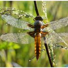 Plattbauch (Libellula depressa)