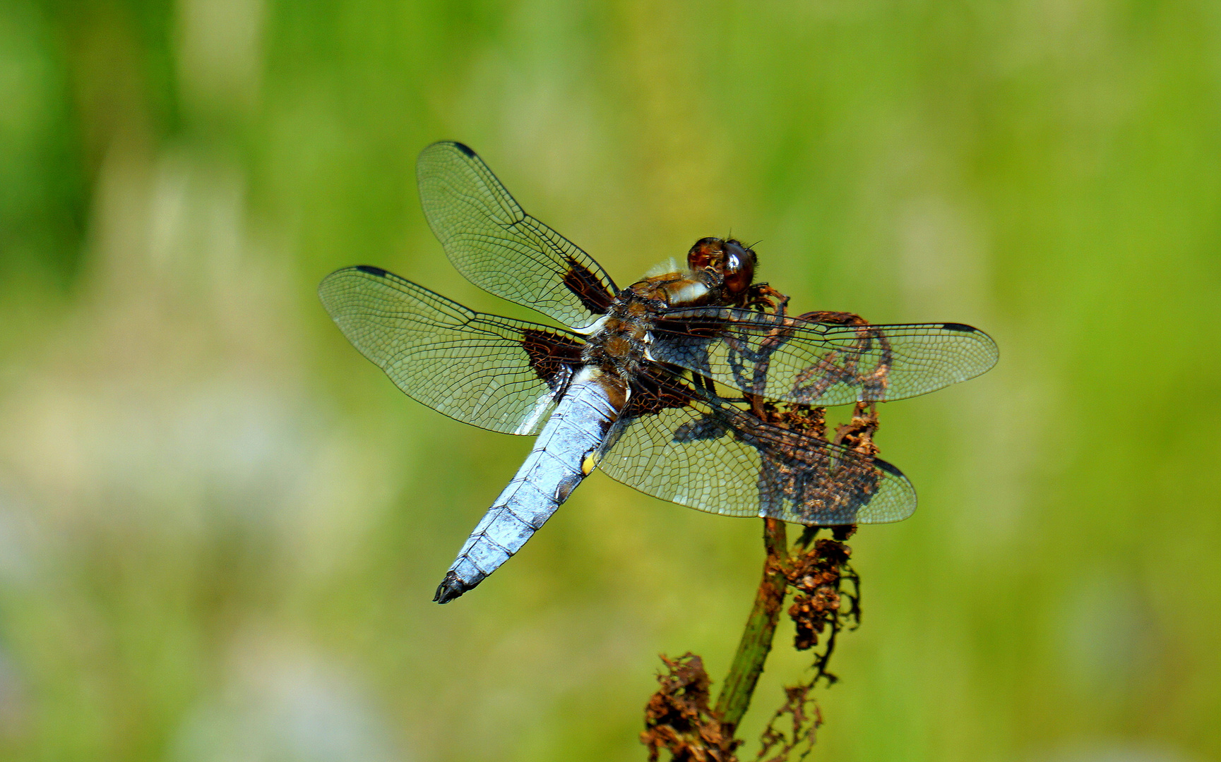 Plattbauch – Libellula depressa