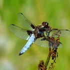 Plattbauch – Libellula depressa