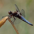 Plattbauch (Libellula depressa) 1