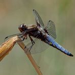 Plattbauch (Libellula depressa) 1