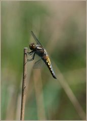 Plattbauch (Libellula depressa)