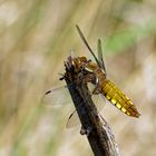 Plattbauch  (Libellula depressa)!