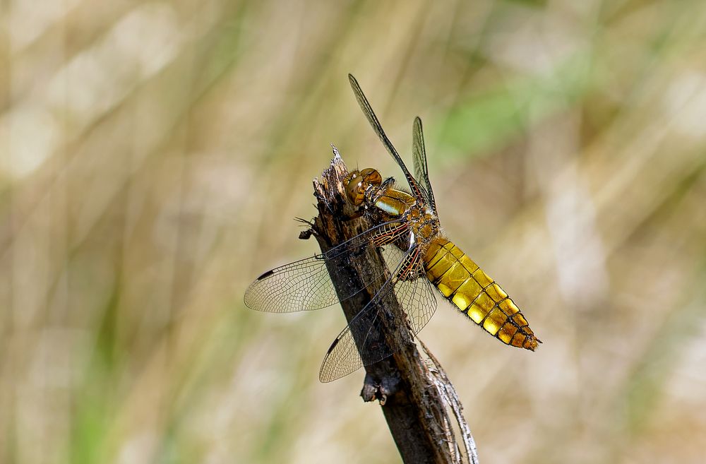 Plattbauch  (Libellula depressa)!