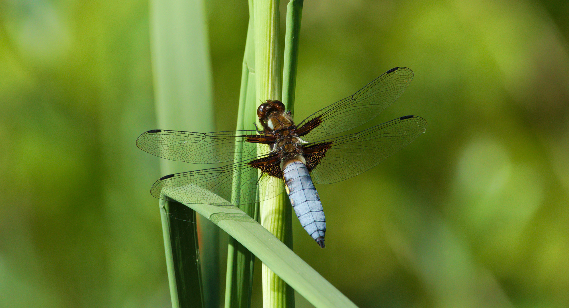 Plattbauch (Libellula depressa) 2