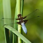 Plattbauch (Libellula depressa) 2