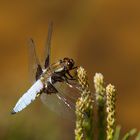 Plattbauch (Libellula depressa)