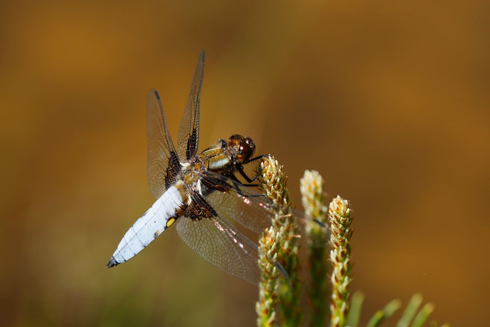 Plattbauch (Libellula depressa)