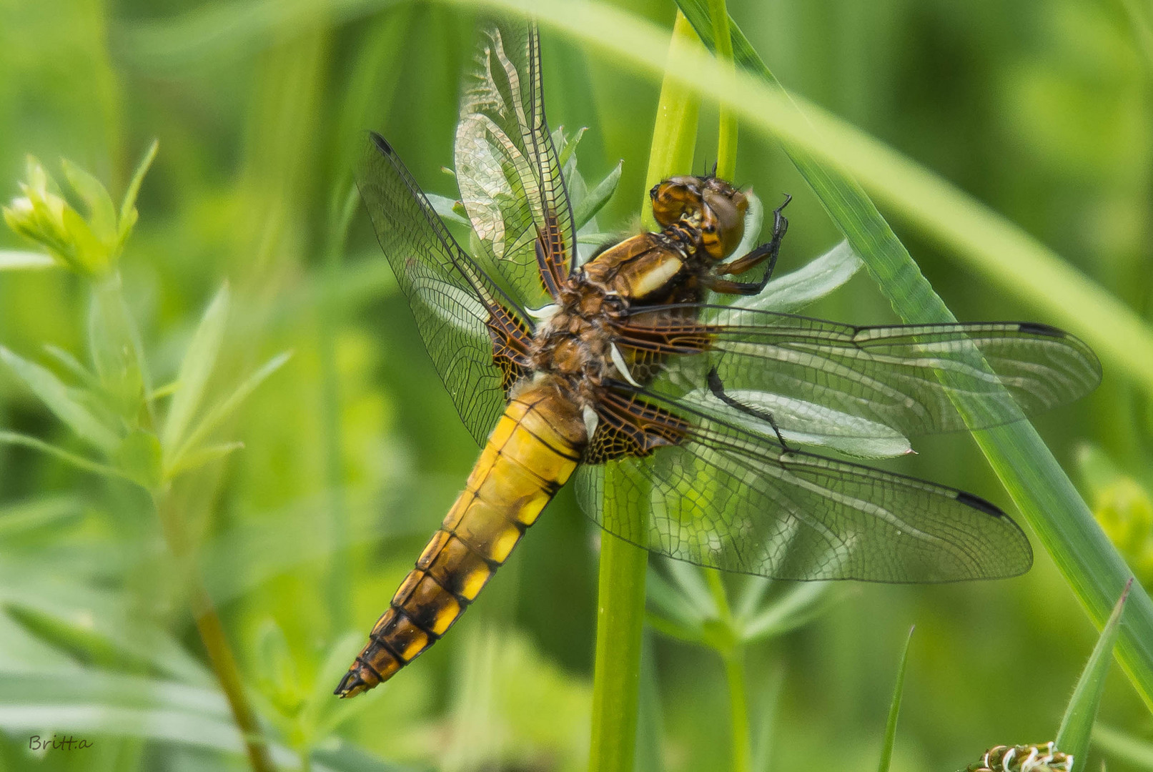 Plattbauch (Libellula depressa)