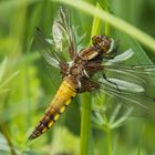 Plattbauch (Libellula depressa)