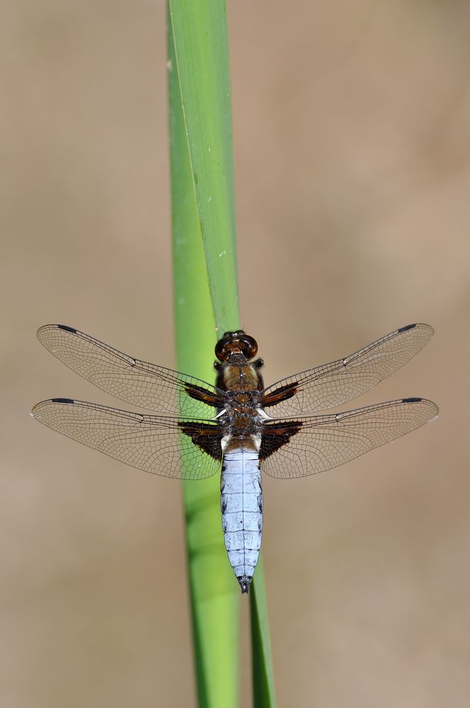 Plattbauch (Libellula depressa)