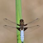 Plattbauch (Libellula depressa)