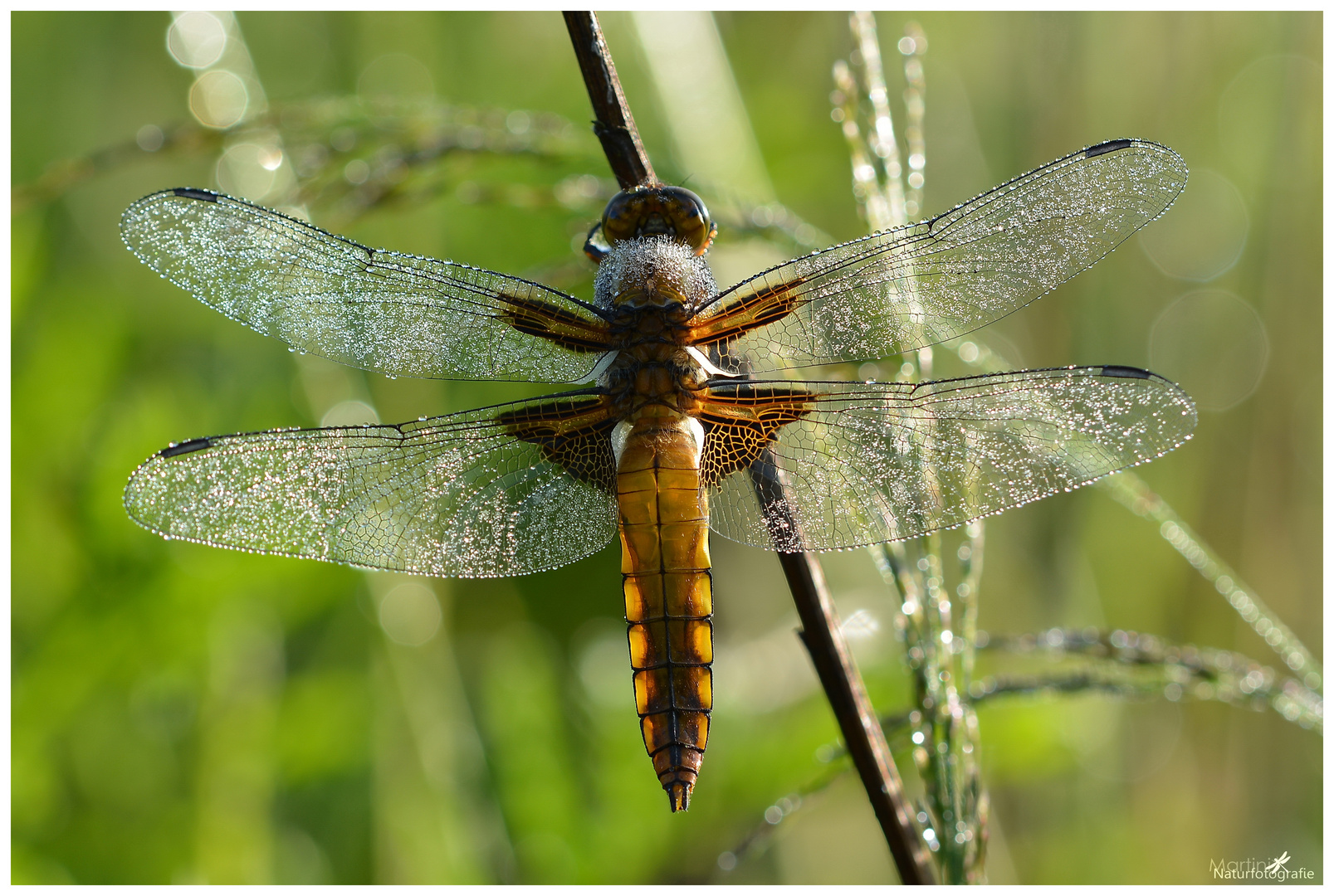 Plattbauch (Libellula depressa)