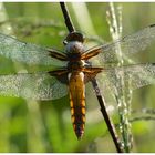 Plattbauch (Libellula depressa)