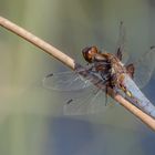 Plattbauch (Libellula depressa)