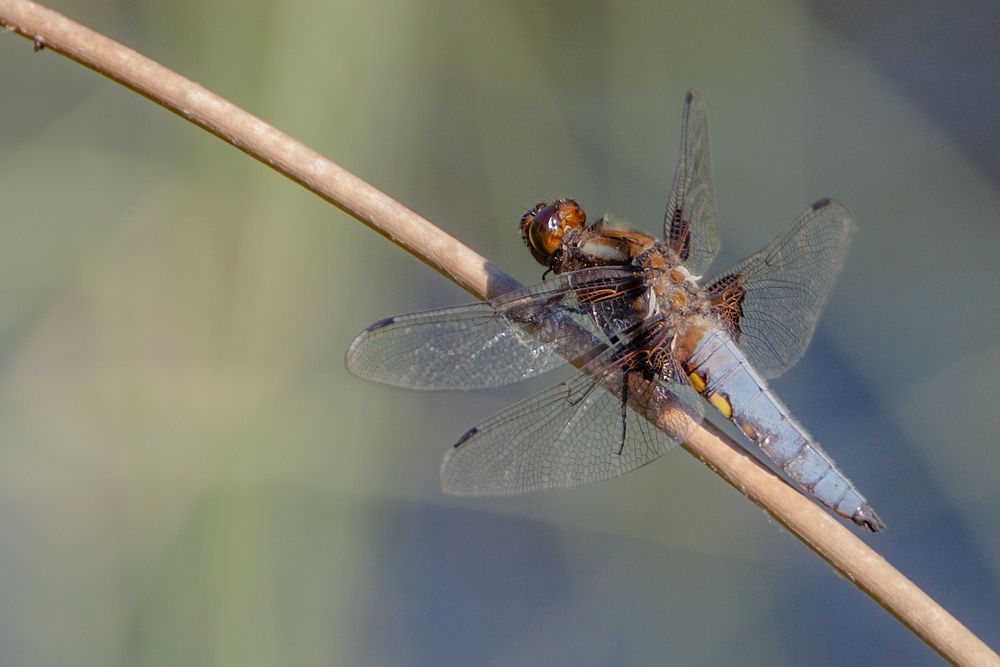 Plattbauch (Libellula depressa)