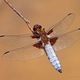 Plattbauch (Libellula depressa)