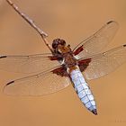 Plattbauch (Libellula depressa)