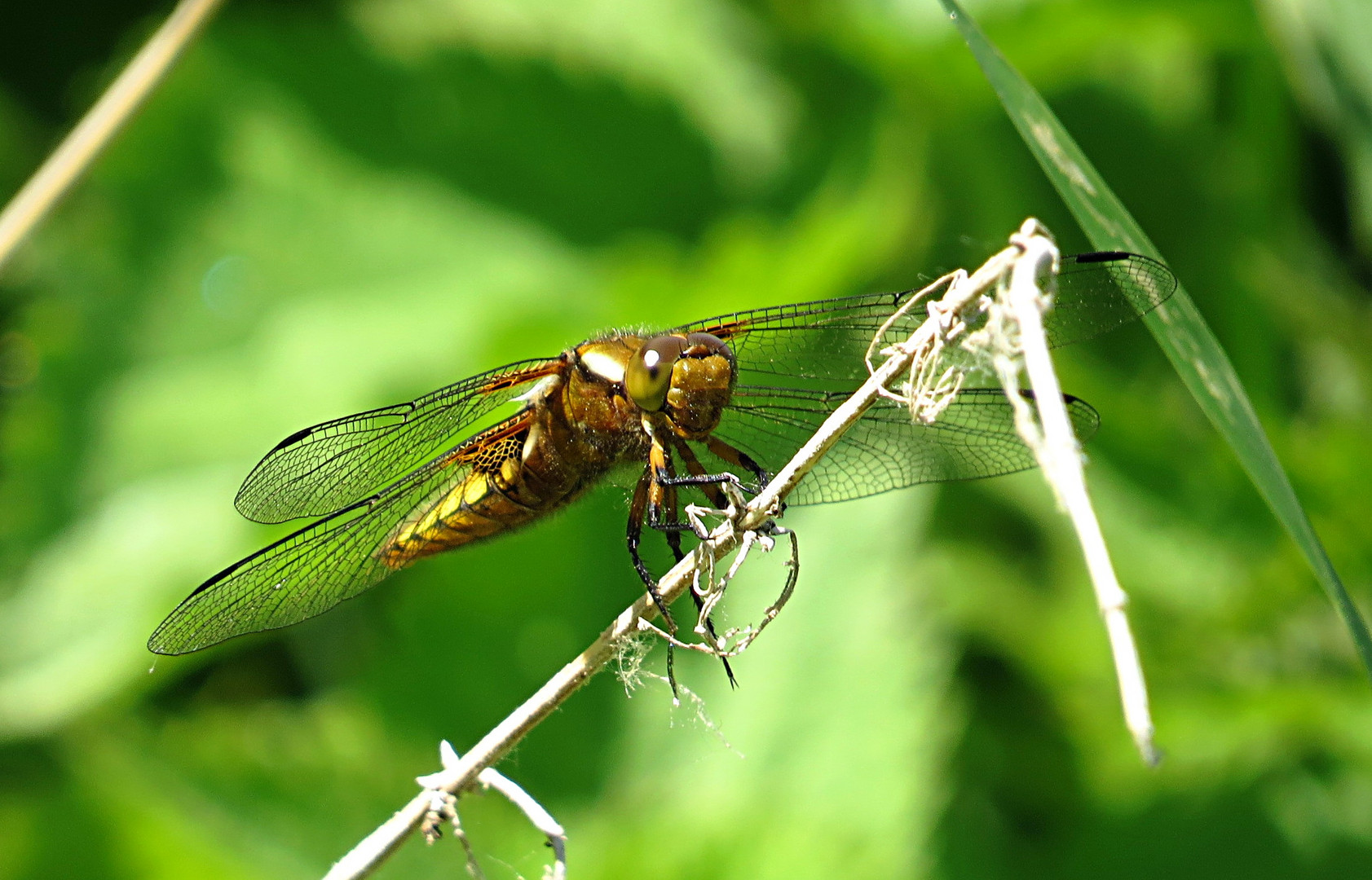 --- Plattbauch (Libellula depressa) ---