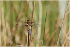 Plattbauch (Libellula depressa)