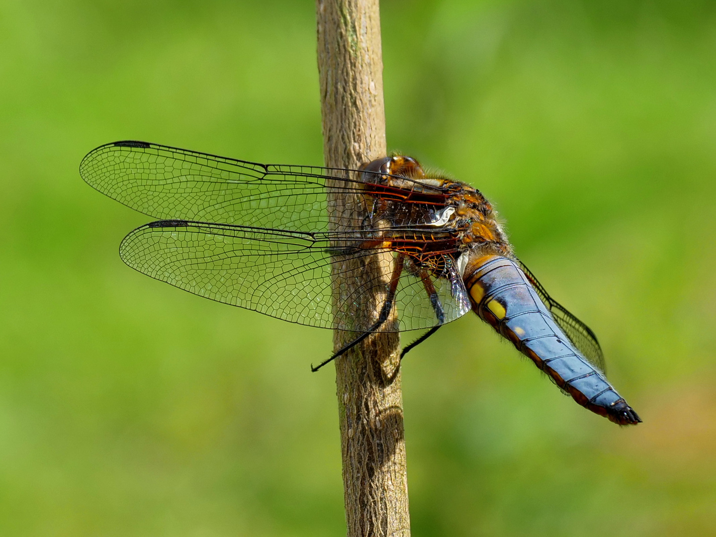 Plattbauch (Libellula depressa)