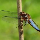 Plattbauch (Libellula depressa)