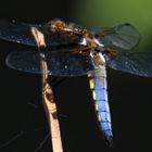 Plattbauch (Libellula depressa)