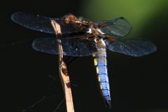 Plattbauch (Libellula depressa)