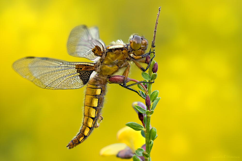 Plattbauch Libellula depressa