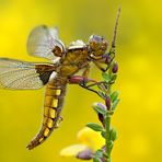 Plattbauch Libellula depressa