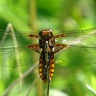 --- Plattbauch (Libellula depressa) ---