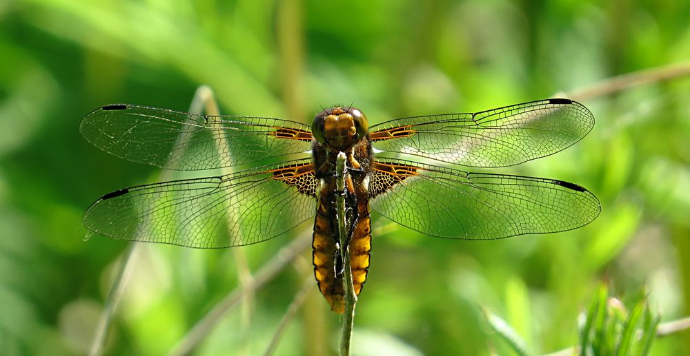 --- Plattbauch (Libellula depressa) ---