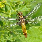 Plattbauch ((Libellula depressa)