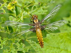 Plattbauch ((Libellula depressa)