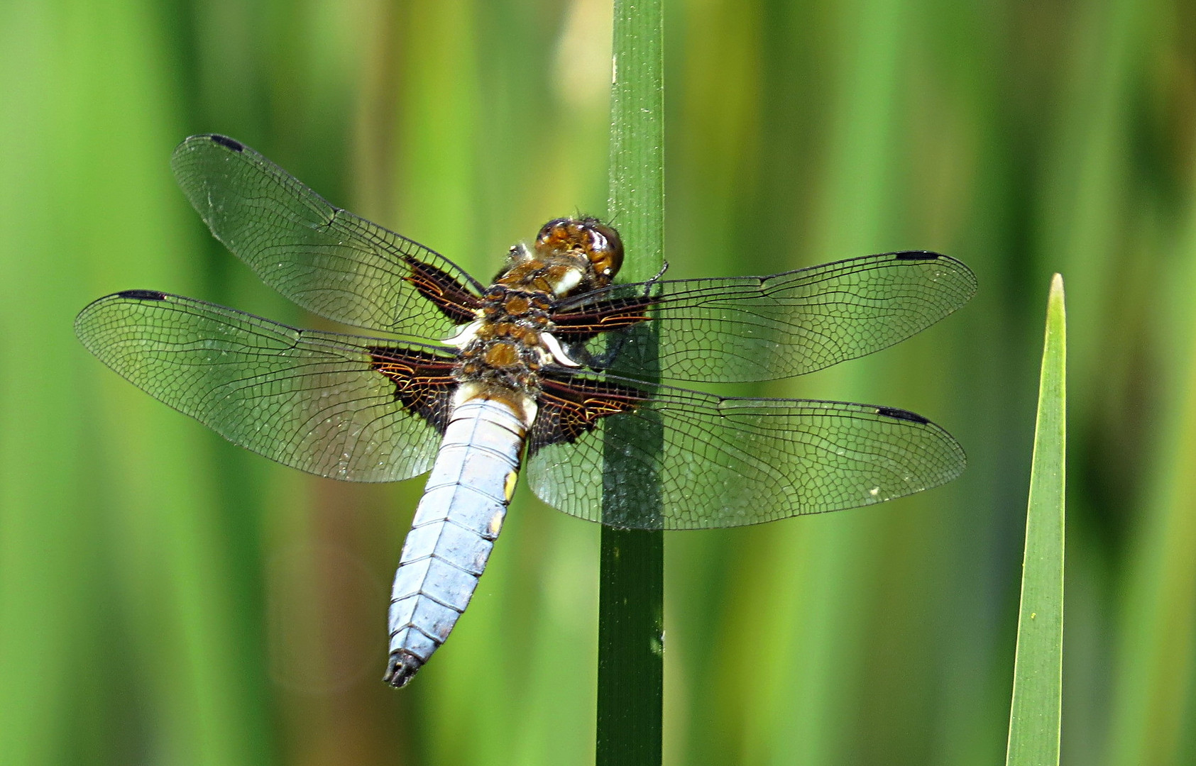 --- Plattbauch (Libellula depressa) ---