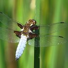 --- Plattbauch (Libellula depressa) ---