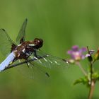 Plattbauch ( Libellula depressa )