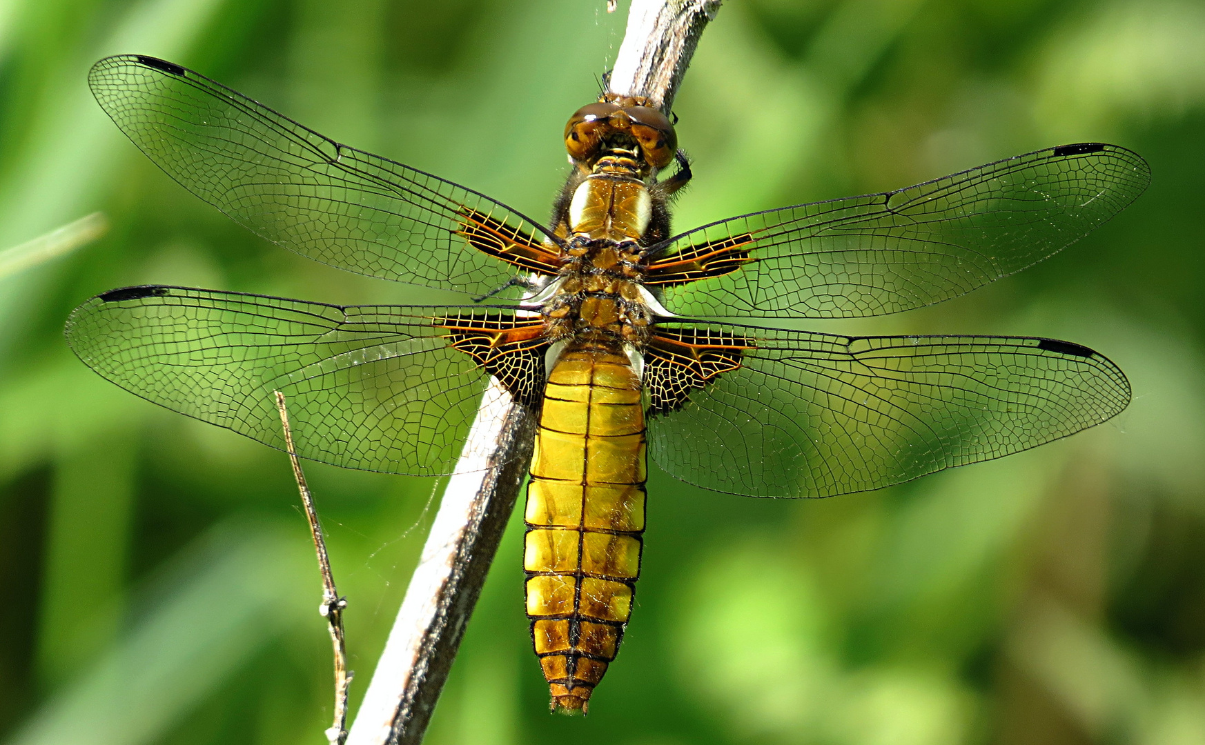 --- Plattbauch (Libellula depressa) ---