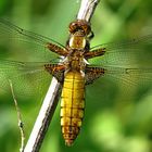 --- Plattbauch (Libellula depressa) ---