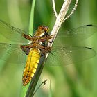 --- Plattbauch (Libellula depressa) ---