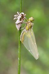 Plattbauch (Libellula depressa)