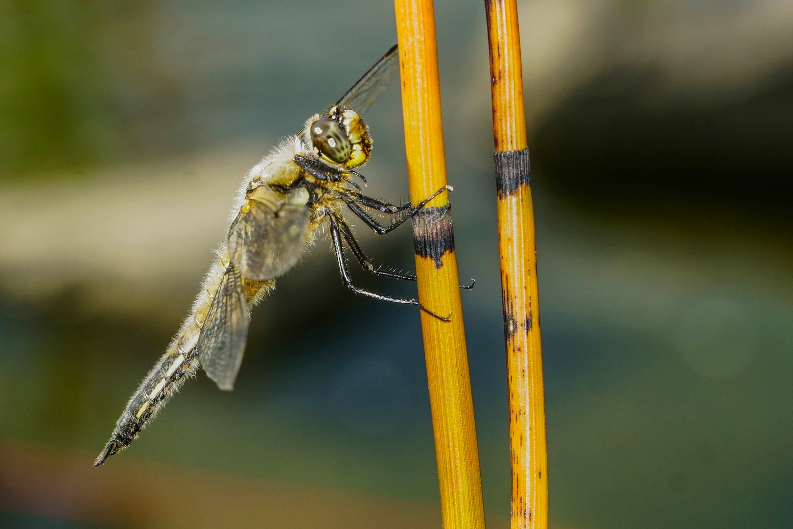 Plattbauch (Libellula depressa)