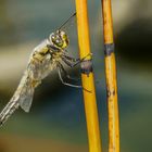 Plattbauch (Libellula depressa)