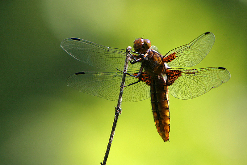 Plattbauch (Libellula depressa)