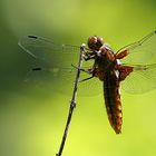 Plattbauch (Libellula depressa)