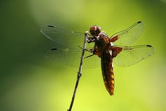 Plattbauch (Libellula depressa)