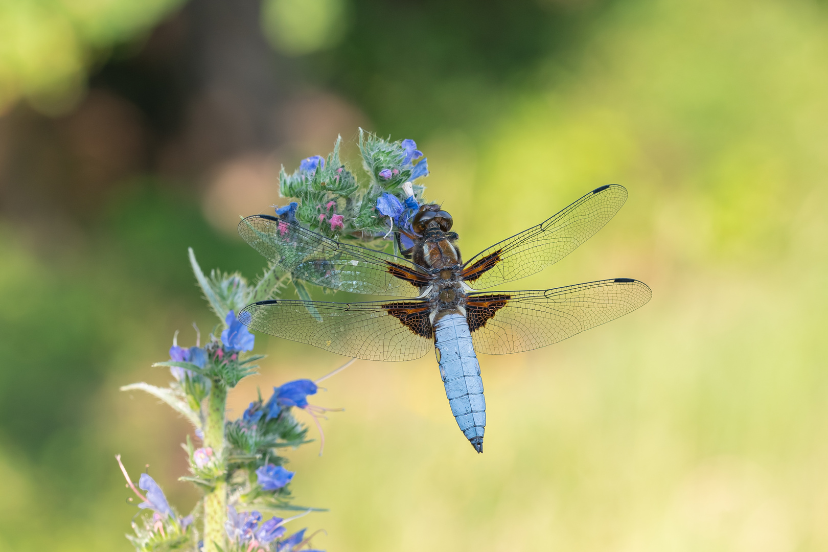 Plattbauch (Libellula depressa)