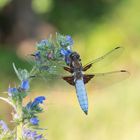 Plattbauch (Libellula depressa)